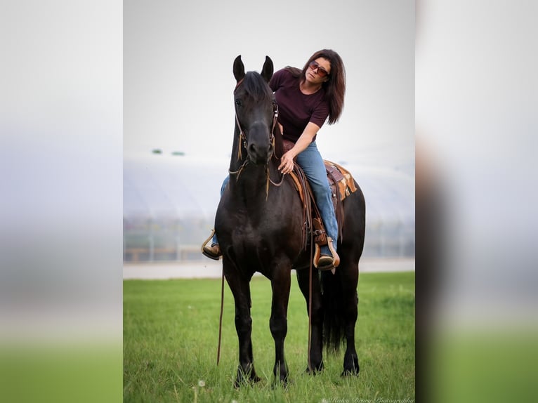 Friesian horses Gelding 7 years 15,2 hh Black in Auburn