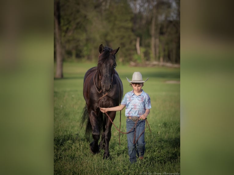 Friesian horses Gelding 7 years 15,2 hh Black in Auburn