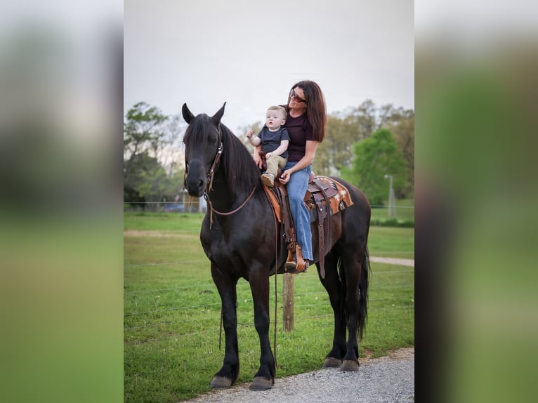 Friesian horses Gelding 7 years 15,2 hh Black in Auburn