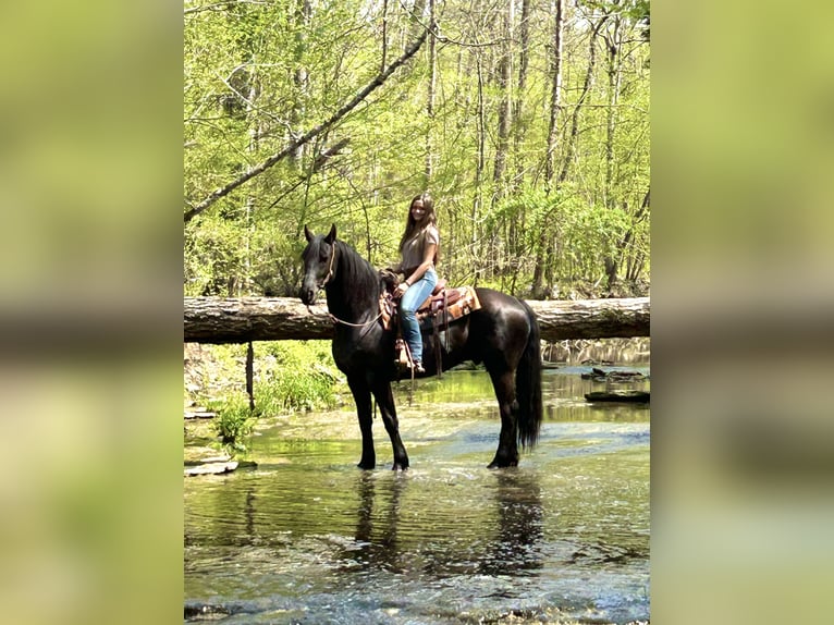 Friesian horses Gelding 7 years 15,2 hh Black in Auburn