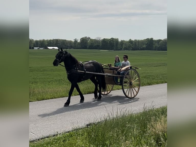 Friesian horses Gelding 7 years 15,2 hh Black in Auburn