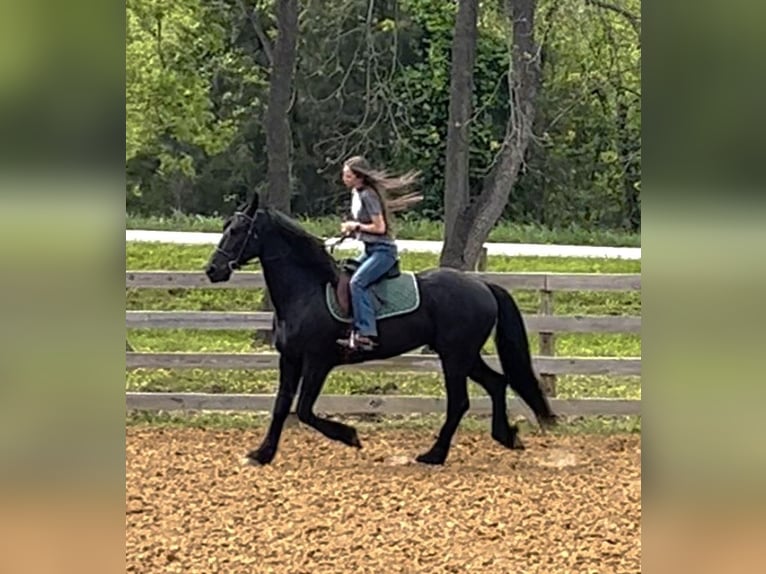 Friesian horses Gelding 7 years 15,2 hh Black in Auburn