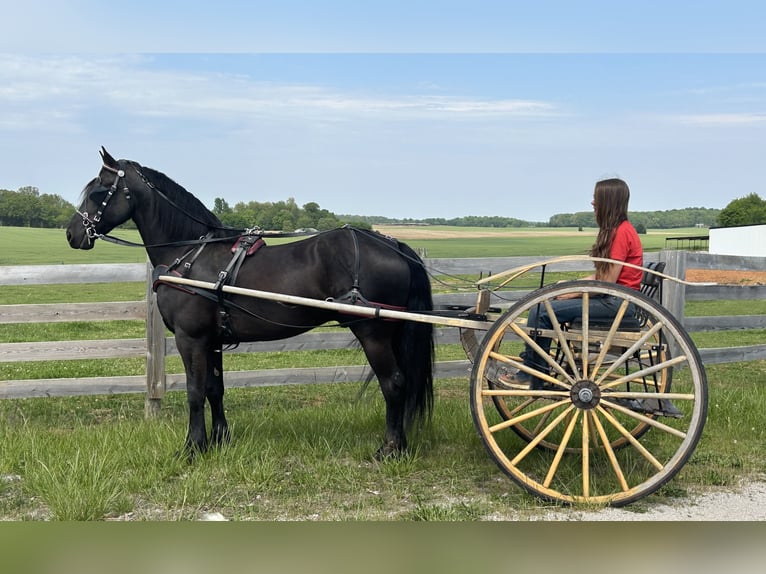 Friesian horses Gelding 7 years 15,2 hh Black in Auburn