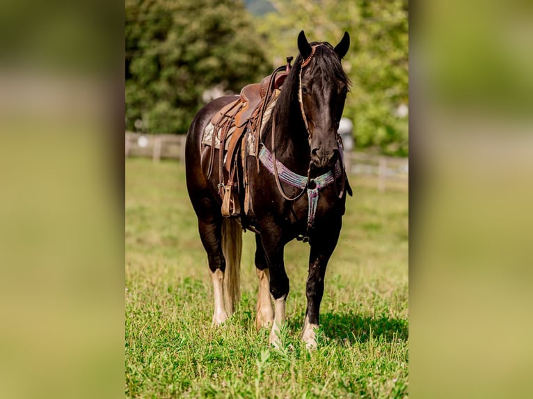 Friesian horses Gelding 7 years 15,2 hh Tobiano-all-colors in Wallingford KY