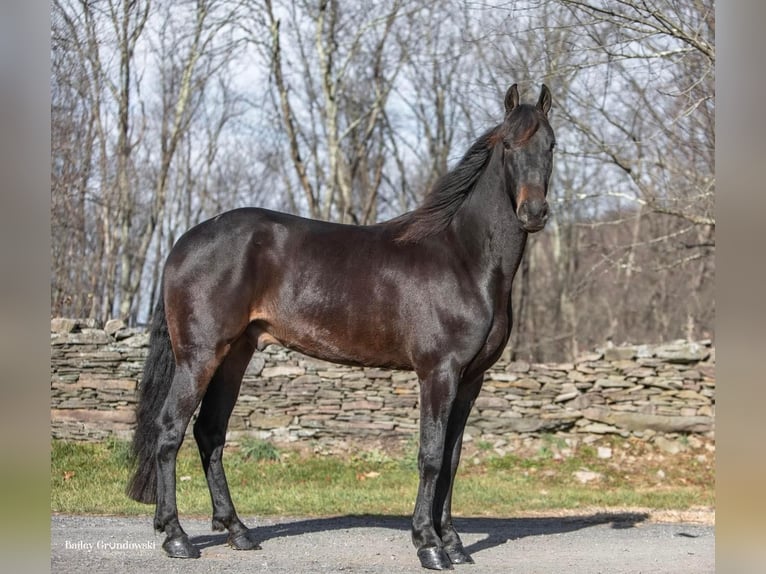 Friesian horses Gelding 7 years 15,3 hh Bay in Everette PA