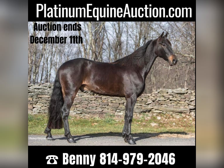 Friesian horses Gelding 7 years 15,3 hh Bay in Everette PA