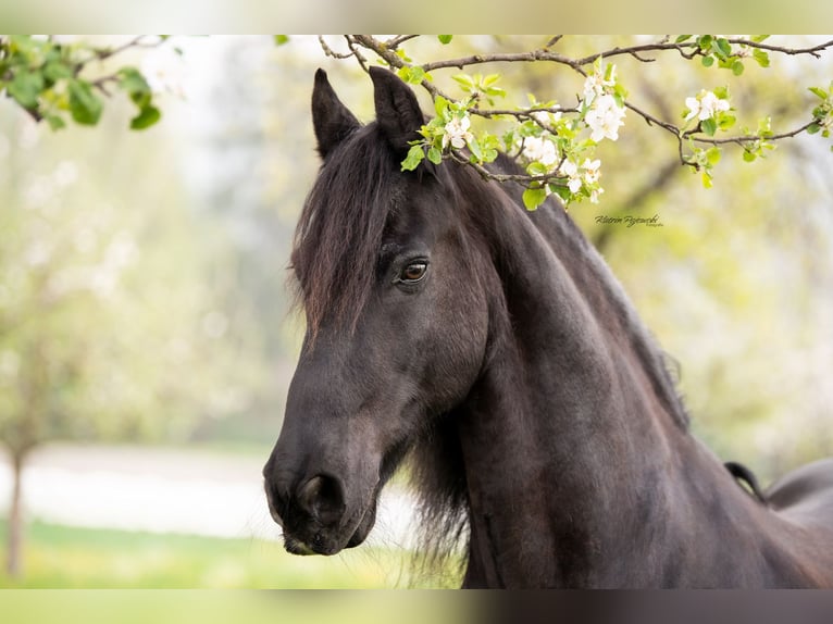 Friesian horses Gelding 7 years 15.3 hh Black in Chur