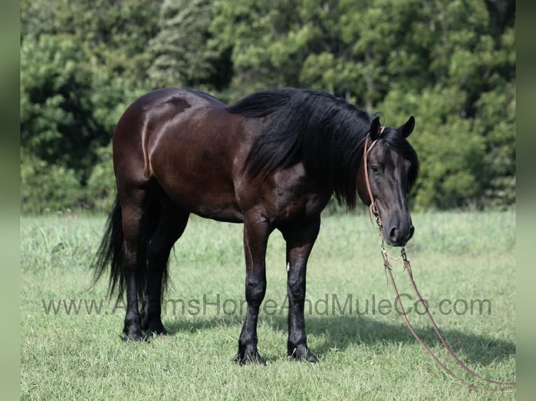 Friesian horses Gelding 7 years 15.3 hh Black in Mount Vernon