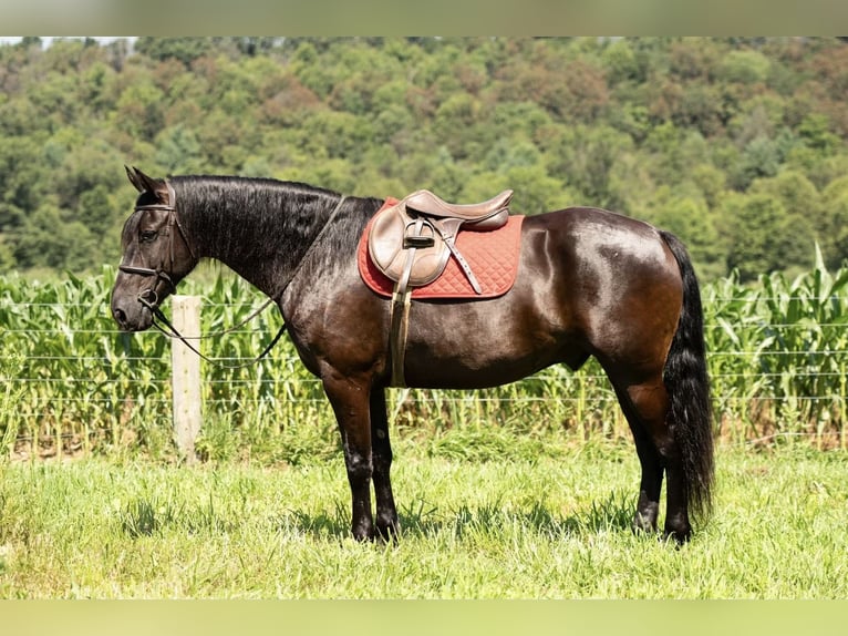 Friesian horses Gelding 7 years 15,3 hh Black in Mc Clure, PA