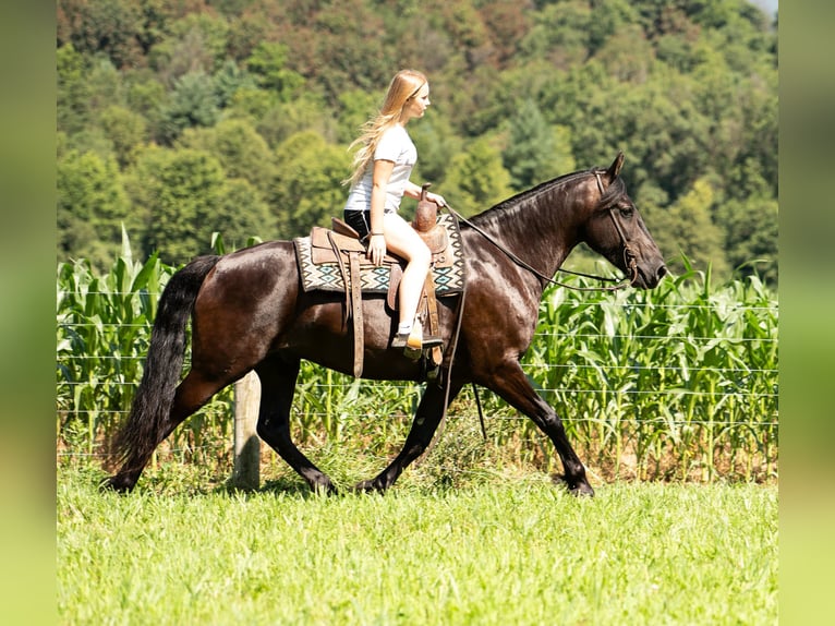 Friesian horses Gelding 7 years 15,3 hh Black in Mc Clure, PA