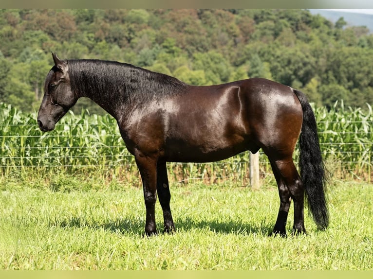 Friesian horses Gelding 7 years 15,3 hh Black in Mc Clure, PA