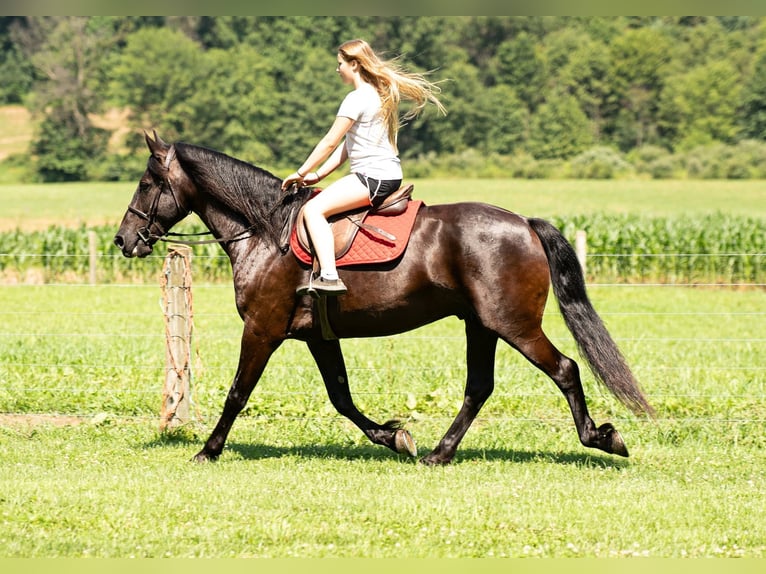 Friesian horses Gelding 7 years 15,3 hh Black in Mc Clure, PA