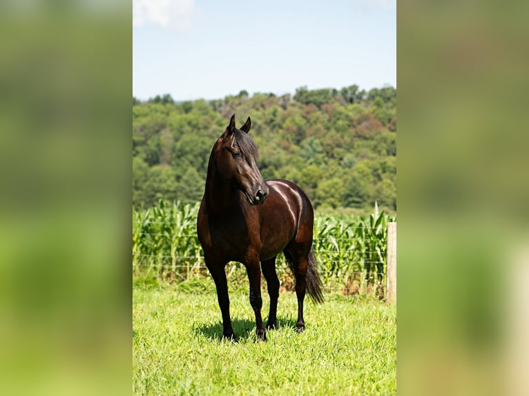 Friesian horses Gelding 7 years 15,3 hh Black in Mc Clure, PA
