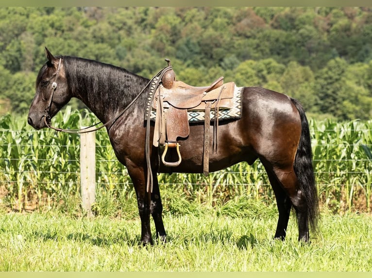 Friesian horses Gelding 7 years 15,3 hh Black in Mc Clure, PA