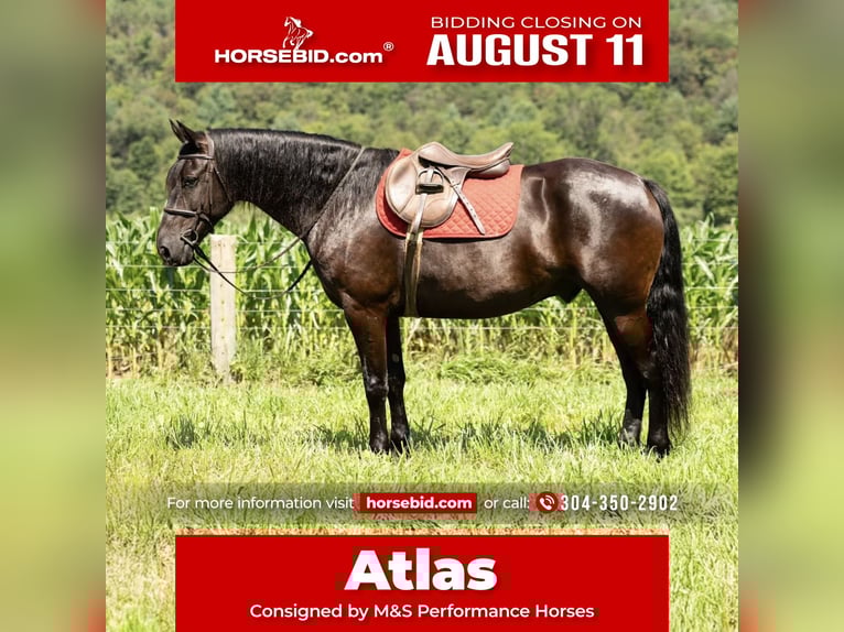 Friesian horses Gelding 7 years 15,3 hh Black in Mc Clure, PA