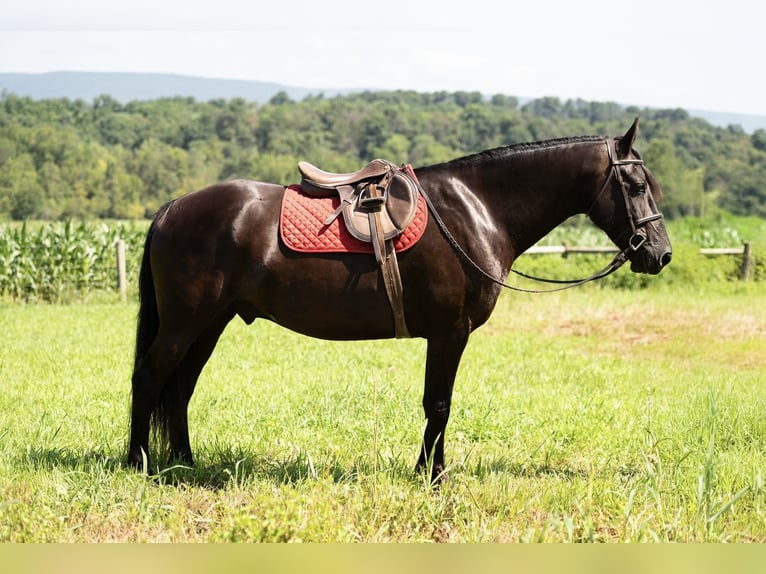 Friesian horses Gelding 7 years 15,3 hh Black in Mc Clure, PA