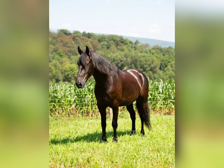 Friesian horses Gelding 7 years 15,3 hh Black in Mc Clure, PA