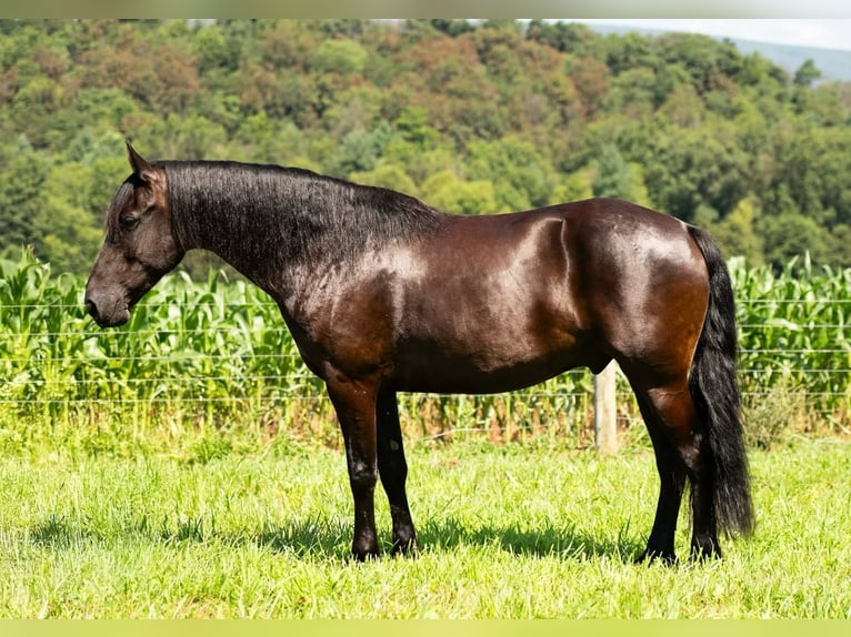 Friesian horses Gelding 7 years 15,3 hh Black in Mc Clure, PA