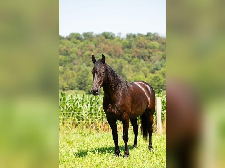 Friesian horses Gelding 7 years 15,3 hh Black in Mc Clure, PA