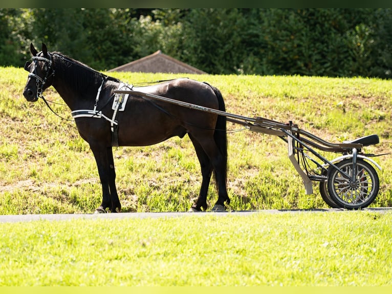 Friesian horses Gelding 7 years 15,3 hh Black in Mc Clure, PA