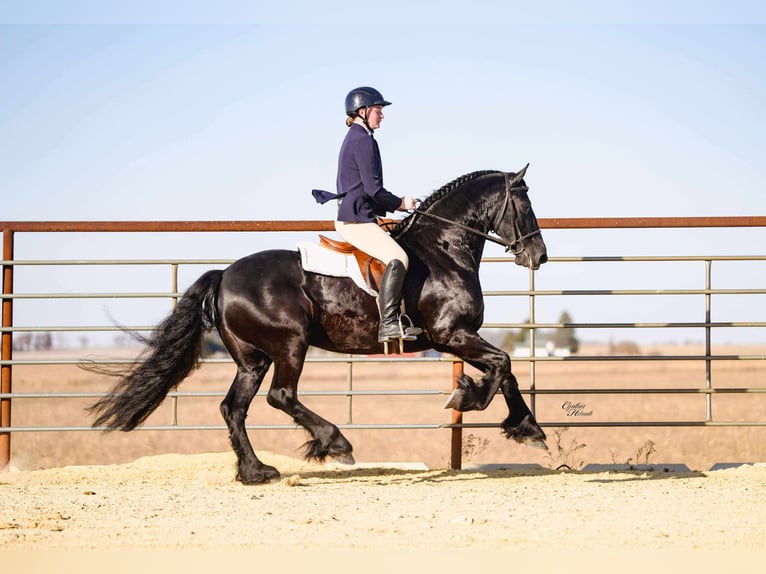 Friesian horses Gelding 7 years 15,3 hh Black in Independence