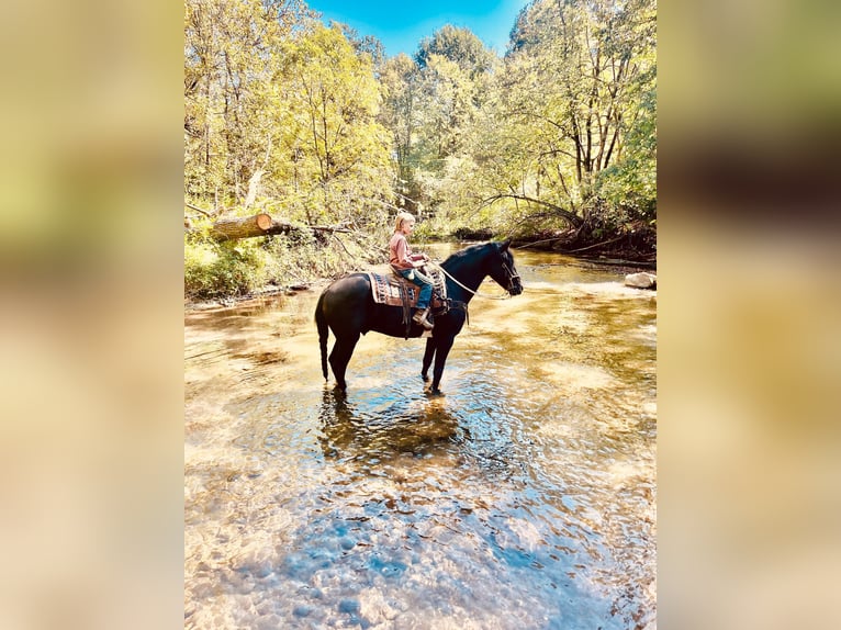 Friesian horses Gelding 7 years 15.3 hh Black in North Judson IN
