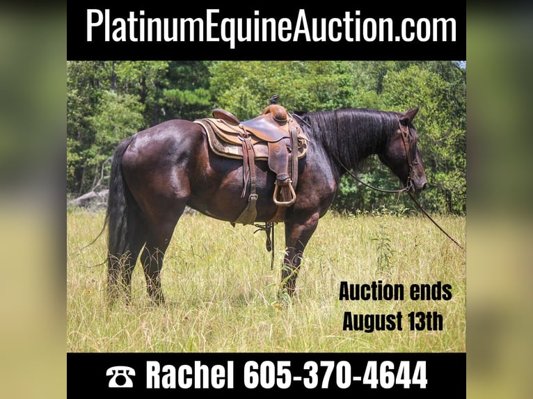 Friesian horses Gelding 7 years 15,3 hh Black in Rusk TX
