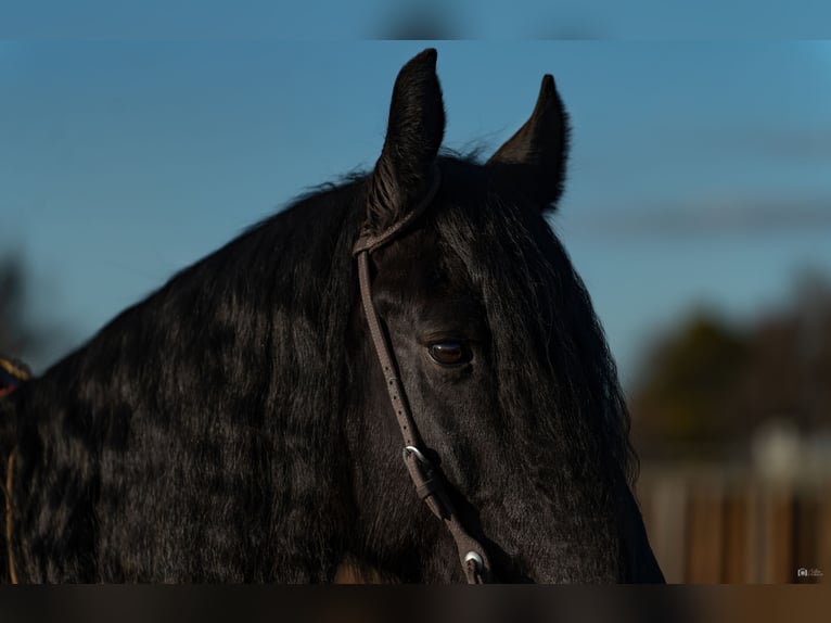 Friesian horses Mix Gelding 7 years 15,3 hh Black in Gainesville, TX