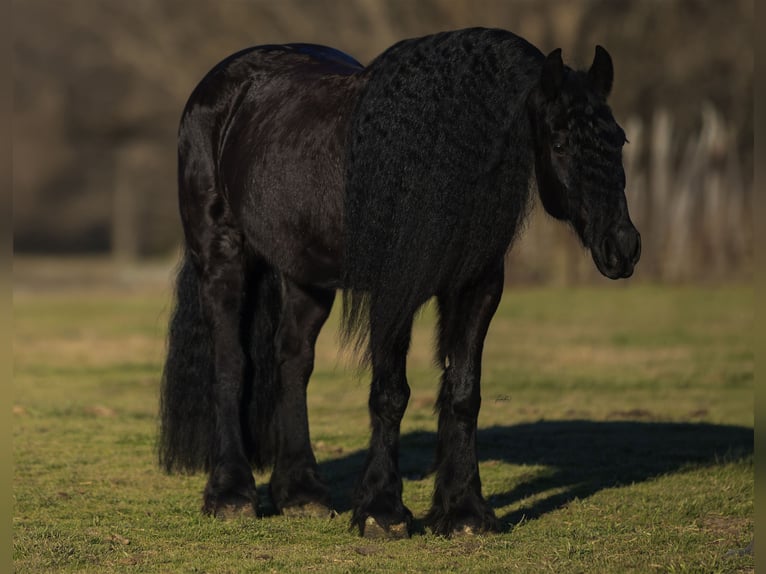 Friesian horses Mix Gelding 7 years 15,3 hh Black in Gainesville, TX