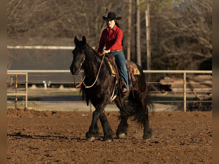 Friesian horses Mix Gelding 7 years 15,3 hh Black in Gainesville, TX