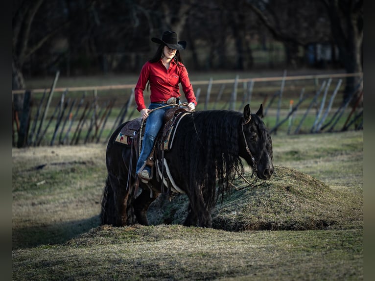 Friesian horses Mix Gelding 7 years 15,3 hh Black in Gainesville, TX