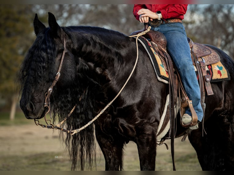 Friesian horses Mix Gelding 7 years 15,3 hh Black in Gainesville, TX