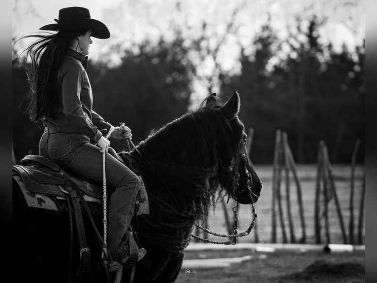 Friesian horses Mix Gelding 7 years 15,3 hh Black in Gainesville, TX