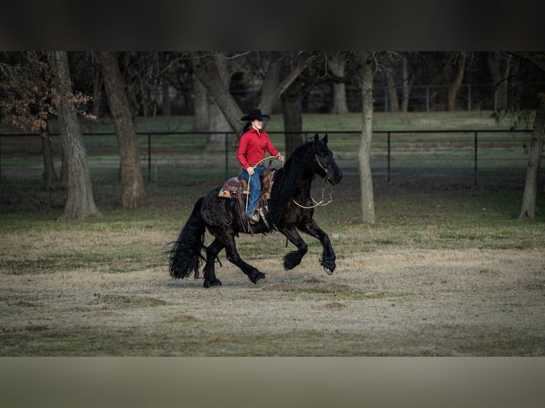 Friesian horses Mix Gelding 7 years 15,3 hh Black in Gainesville, TX