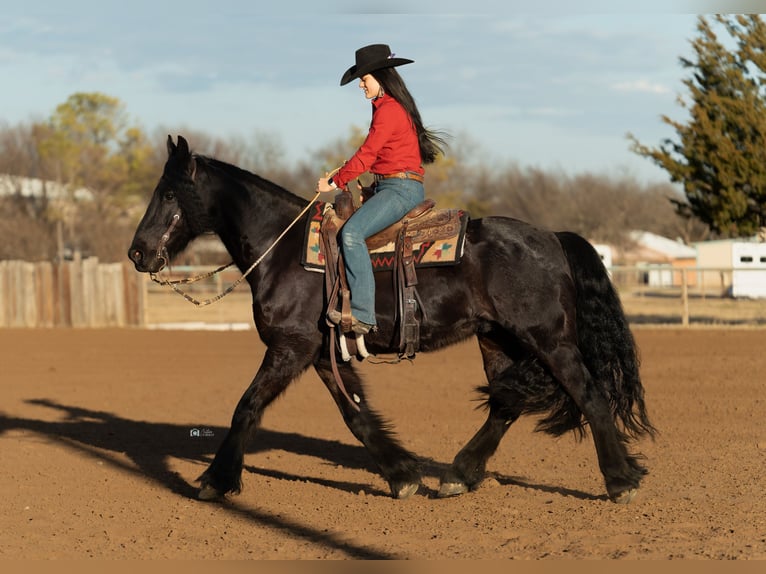 Friesian horses Mix Gelding 7 years 15,3 hh Black in Gainesville, TX