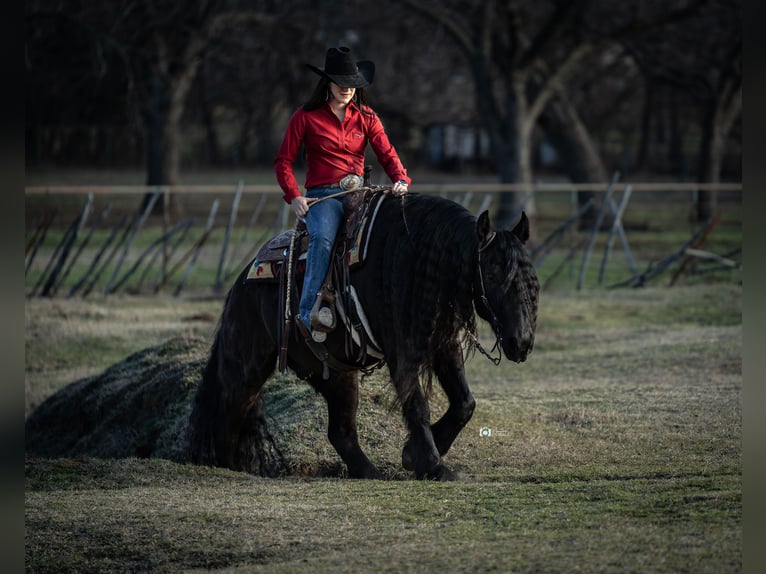 Friesian horses Mix Gelding 7 years 15,3 hh Black in Gainesville, TX