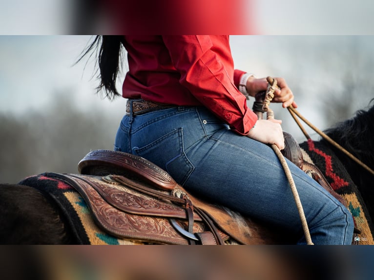 Friesian horses Mix Gelding 7 years 15,3 hh Black in Gainesville, TX