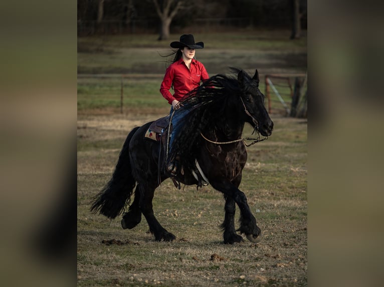 Friesian horses Mix Gelding 7 years 15,3 hh Black in Gainesville, TX