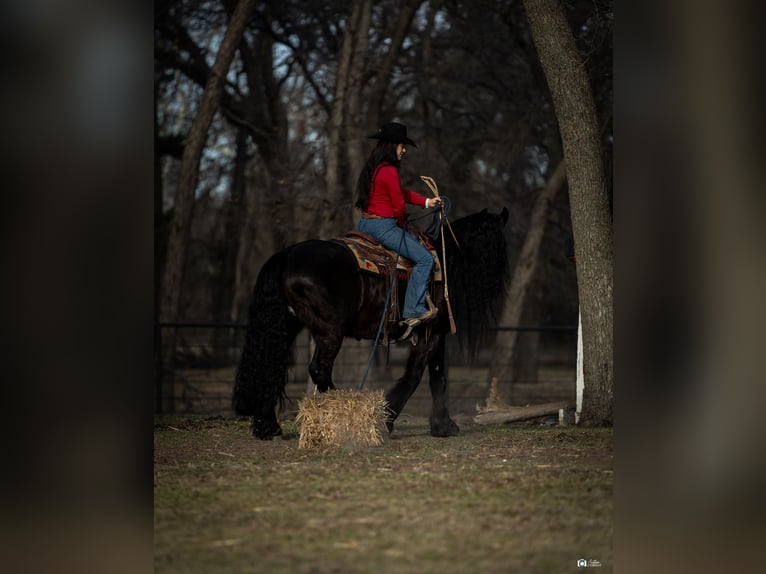 Friesian horses Mix Gelding 7 years 15,3 hh Black in Gainesville, TX