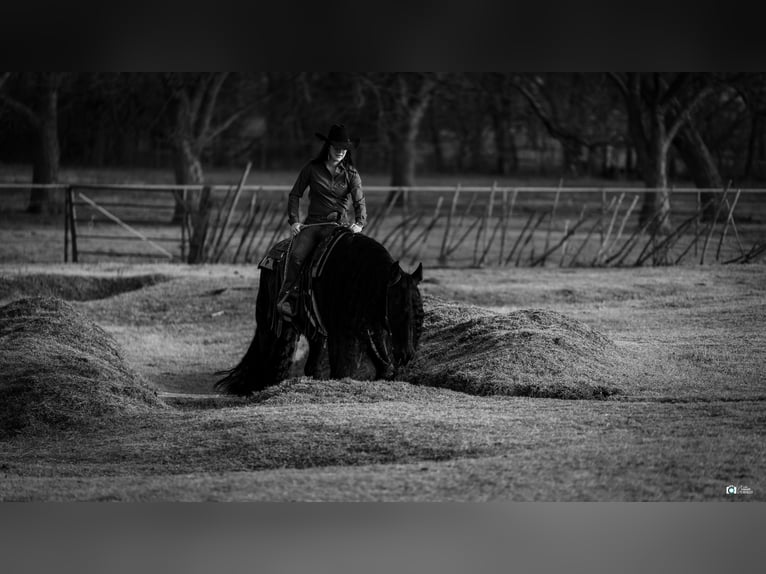 Friesian horses Mix Gelding 7 years 15,3 hh Black in Gainesville, TX