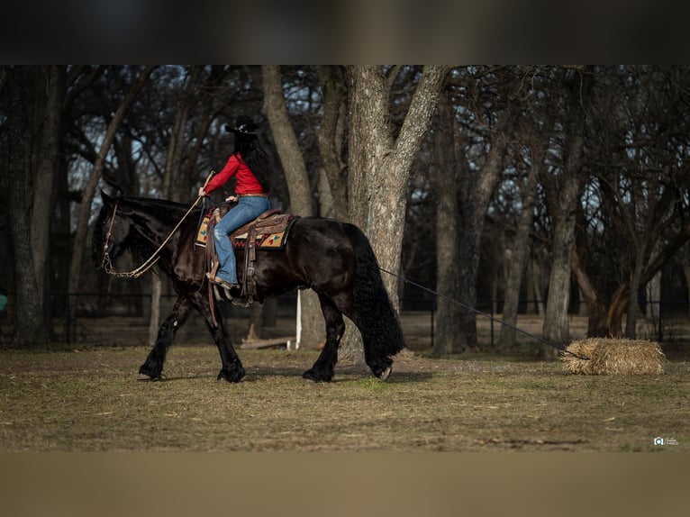 Friesian horses Mix Gelding 7 years 15,3 hh Black in Gainesville, TX