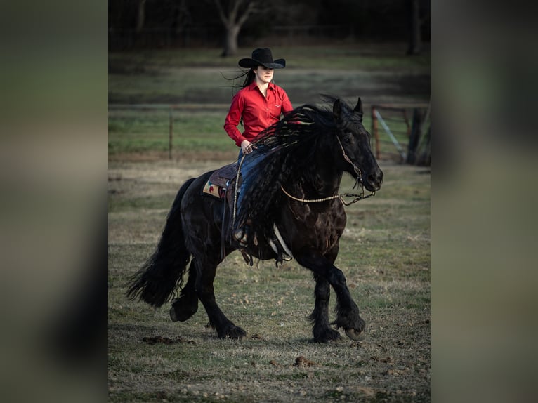 Friesian horses Mix Gelding 7 years 15,3 hh Black in Gainesville, TX