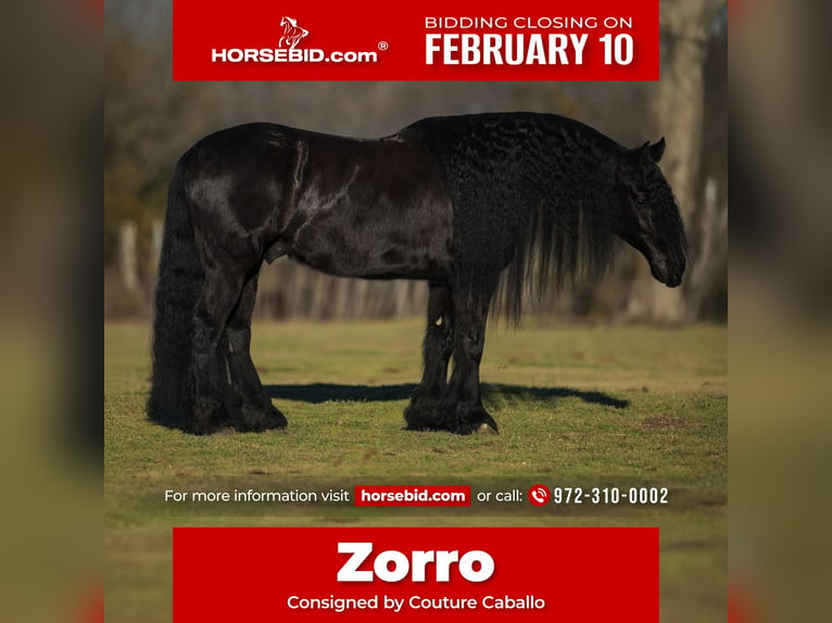 Friesian horses Mix Gelding 7 years 15,3 hh Black in Gainesville, TX