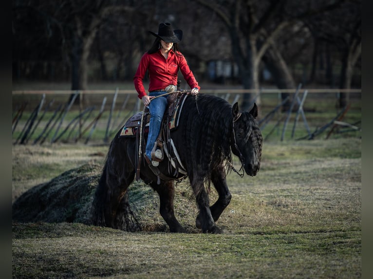 Friesian horses Mix Gelding 7 years 15,3 hh Black in Gainesville, TX