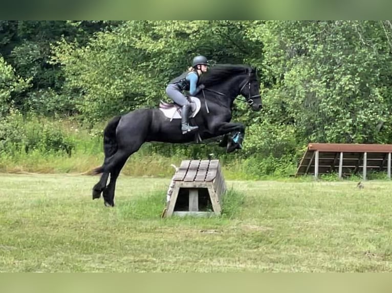 Friesian horses Gelding 7 years 15,3 hh Smoky-Black in Kupferberg