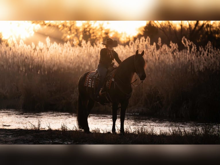 Friesian horses Mix Gelding 7 years 15 hh Bay-Dark in Grand Island
