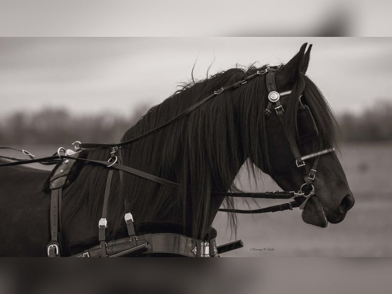 Friesian horses Mix Gelding 7 years 15 hh Bay-Dark in Grand Island