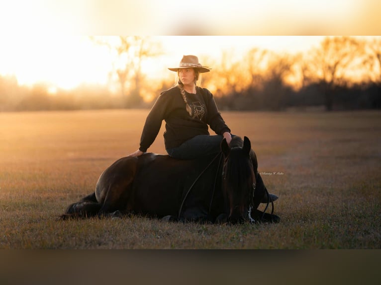 Friesian horses Mix Gelding 7 years 15 hh Bay-Dark in Grand Island