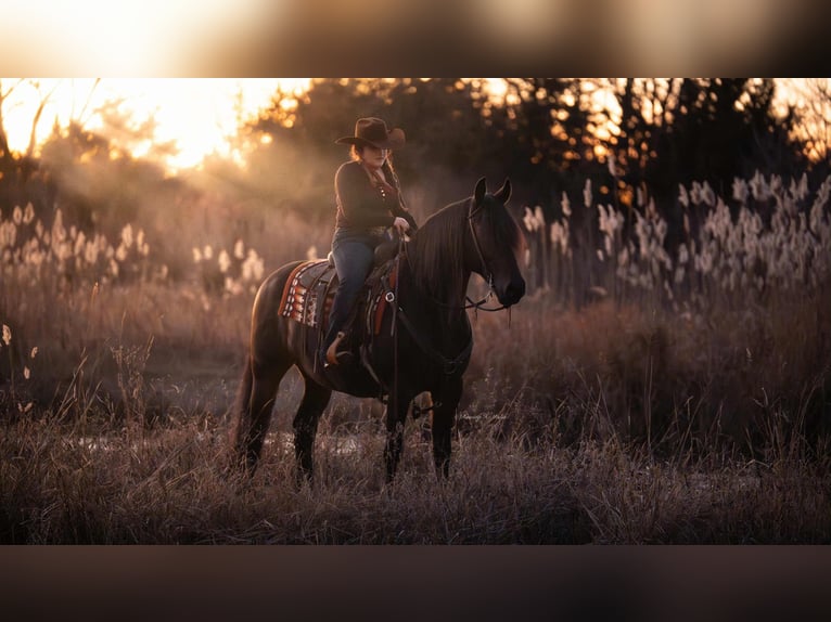 Friesian horses Mix Gelding 7 years 15 hh Bay-Dark in Grand Island
