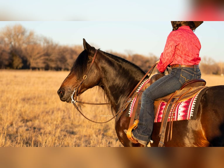 Friesian horses Mix Gelding 7 years 15 hh Bay-Dark in Grand Island